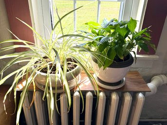 Group Of Healthy House Plants Including A Nice Potted Spider Plant