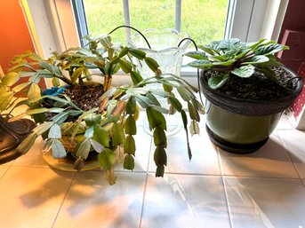 Healthy House Plant Lot