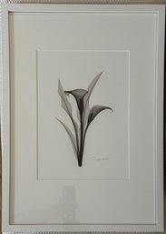 X-ray Of A Lily - Signed