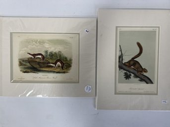 73. Audubon Lithographs (2)