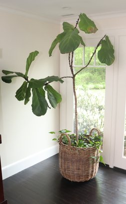 Large Plant In Basket (L-20)