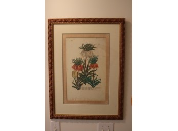 Lilium Corona Imperialis By Georg Dionysius Ehret Framed From Ethan Allen