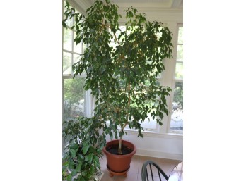 Indoor Potted Tree