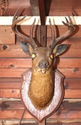 Zombie Deer Mount Taxidermy