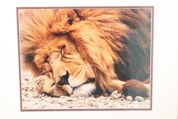 The Lion Sleeps Tonight!
