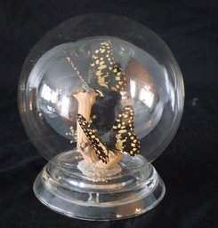 Butterflies In Glass Ball