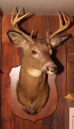 Vintage Deer Head 8 Point Buck Mount Taxidermy