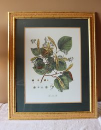 The Lime Tree Botanical Framed Print (F-88)