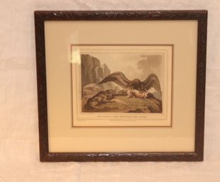 Framed 1814 FIELD SPORTS   Antique Aquatint 'EAGLE WOLF DISPUTING PRIZE'