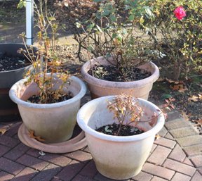 Roses In Planters