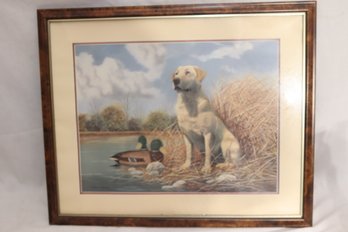 Framed 'Yellow Lab' By Andrew Chapman (V-47)