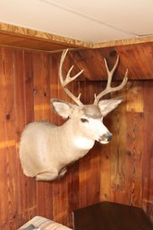 Montana 10 Point Whitetail Deer Buck Mount Taxidermy (F-7)