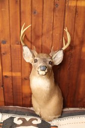 Pennsylvania 8 Point Whitetail Deer Buck Mount Taxidermy (F-8)