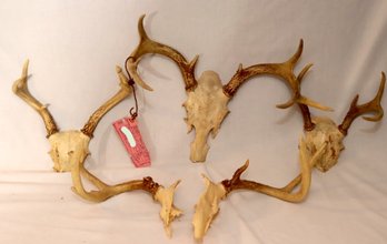 Lot Of 5 Whitetail Deer Antler Skull Caps   (F-21)