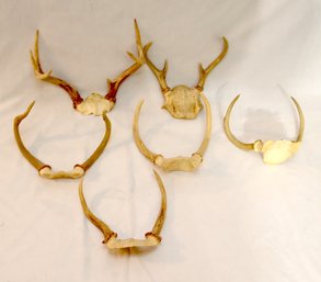 Set Of 6 Deer Antler Skull Caps Spike, 7 Pt. 4 Pt. (F-50)