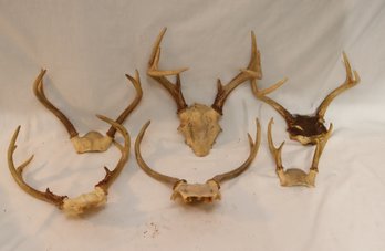 Set Of 6 Deer Antler Skull Caps  8 Pointer, 6 Pt. 4 Pt. 2x2 (F-51)
