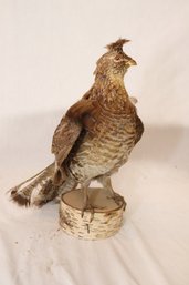 Vintage Ruffed Grouse Mount Taxidermy (F-52)