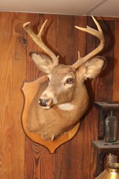 Vintage 8 Point Buck Whitetail Deer Mount