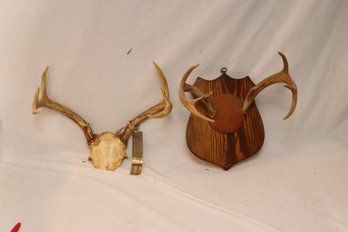 Vintage Whitetail Deer Antler Mount And Skull Cap 6 Pt.  And 7 Point Buck (F-71)
