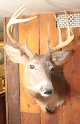 Vintage 10 Point Whitetail Deer Mount Taxidermy Buck (F-72)