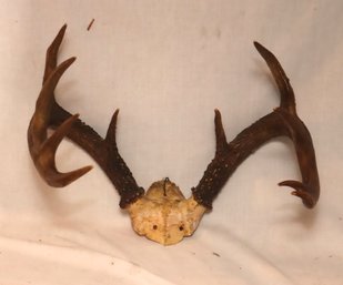 Vintage T10 Point Whitetail Deer Skull Cap Antler Mount (F-71)