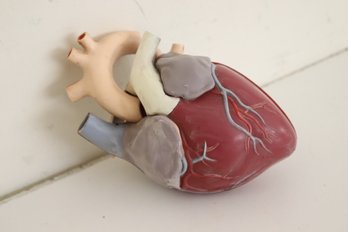 Vintage Human Anatomical Heart Model (NW-7)
