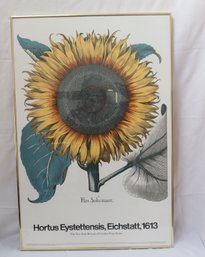 Vintage Large Sunflower Flos Solis Maior Framed Poster (l-61)