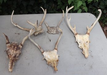 5 Vintage Whitetail Deer Skull Caps Antler Mounts  (G-31)