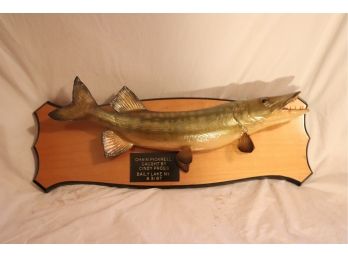 Mounted Chain Pickerel Taxidermy