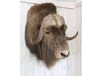 Vintage Taxidermy Water Buffalo Shoulder Mount