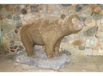 Vintage Taxidermy Full Mount Grizzly Bear