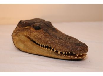 Alligator Head