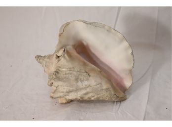 Conch Shell