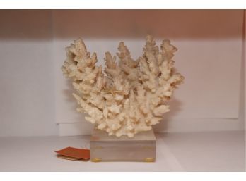 Real Natural Brush Coral On Lucite Base Finger Like South Pacific Coral Reef