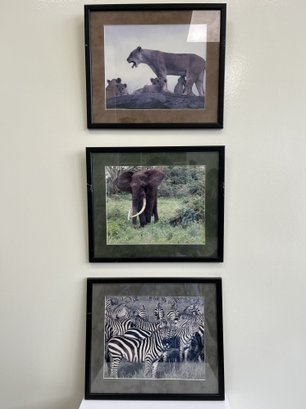 Framed Photos Of Lion With Cubs, Elephant, And Zebra Huddle (3-piece Set)