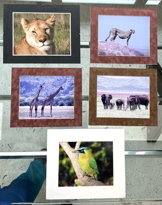 Assorted Framed Photos Of Various Wildlife (5-piece Set)
