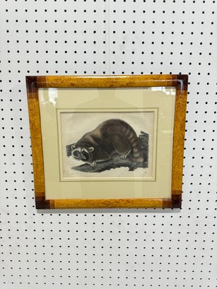 Vintage Racoon Print In Burled Wood Frame
