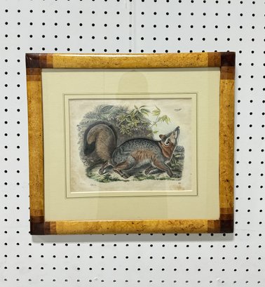 Vintage Badger Print In Burled Wood Frame