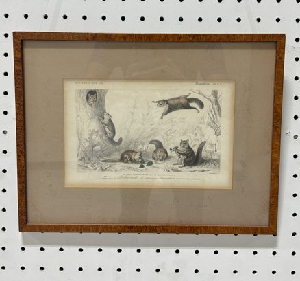 Vintage Framed Print 'Polatouche D'Amerique' (Flying Squirrel)