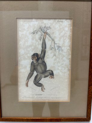 Vintage Framed Print 'Primates Quadrupeds'