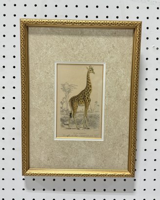 Vintage Framed Print 'Giraffa Del Cape'