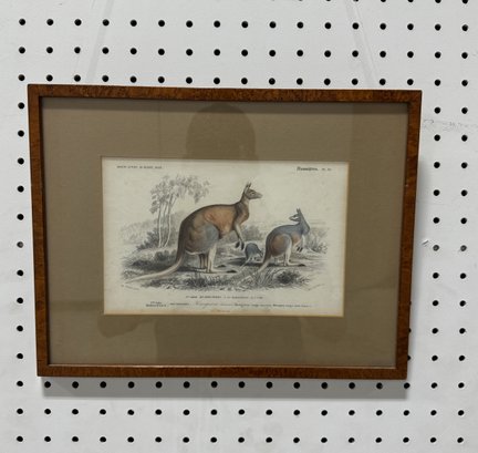Vintage Framed Print 'Frugivores. Kangurou'