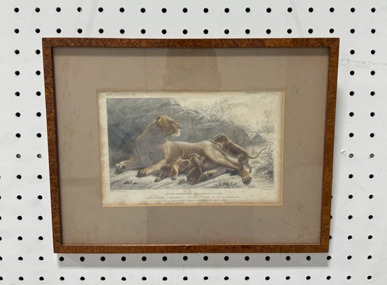 Vintage Framed Print 'Carnivores Lionne'