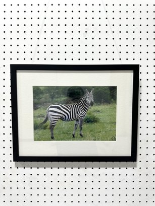 Framed Photo Of Zebra