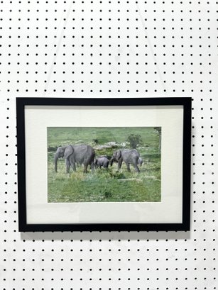 Framed Photo Of Elephant Herd