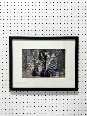 Framed Photo Of Zebra Herd