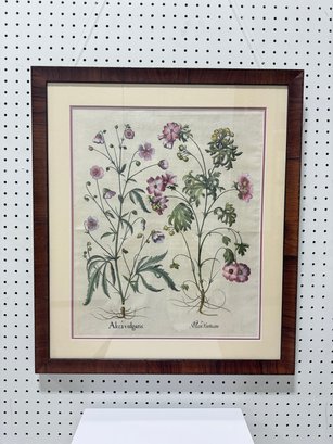 Framed Antique Basilius Besler Botanical Print With Certificate Of Authenticity