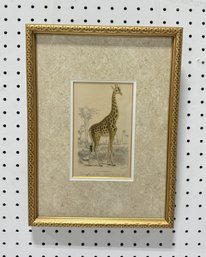 Vintage Framed Print 'Giraffa Del Cape'