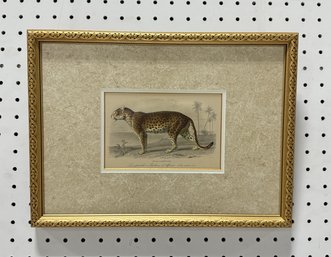 Vintage Framed Print 'Leopardo O Pantera D'Africa'