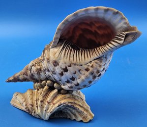 Decorative Conch Shell - (FR)